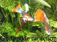 Gonopode en action